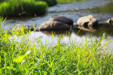 Serene Riverbank with Lush Green Grass, Flowing Water, Rocks, and Summer Nature Scenery