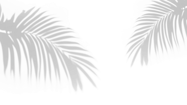 shadow overlay effects,realistic palm leaf shadow on transparent background,Natural shadow of tropical palm branch,mockup of shadow for product presentation, backdrop,Summer sunlight and shadow overla