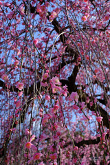 降り注ぐ日本の春の梅