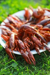 Freshly Boiled Crawfish on Plate Outdoors - Delicious Seafood Close-Up