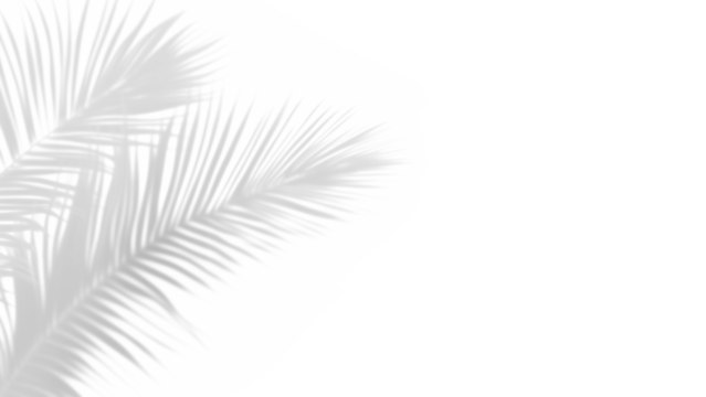 shadow overlay effects,realistic palm leaf shadow on transparent background,Natural shadow of tropical palm branch,mockup of shadow for product presentation, backdrop,Summer sunlight and shadow overla