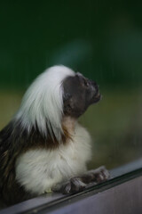 Close-Up of Cotton-Top Tamarin Monkey Behind Glass in Captivity, Conservation Efforts, Endangered Species