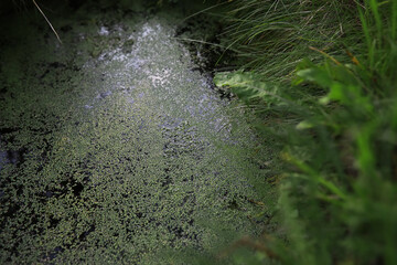 Natural Algae Formation in Tranquil Pond Surrounded by Lush Greenery