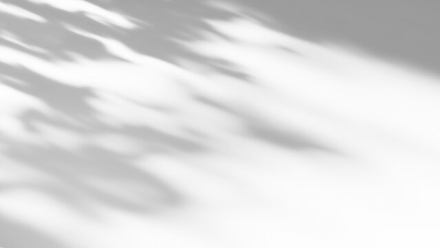 Overlay effects of realistic tree branch and leaves shadows isolated on transparent background,mockup of shadow for product presentation, backdrop,Summer sunlight and shadow overla