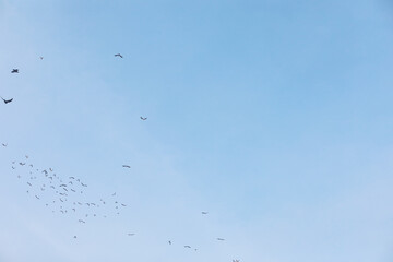 Flock of Birds Flying Against Clear Blue Sky in Daylight