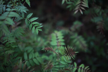 Close-Up of Green Ferns in a Forested Area with Soft Focus