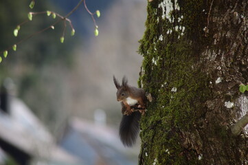 Eichh&ouml;rnchen