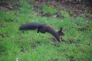 Eichh&ouml;rnchen im Sprung