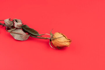 Dried roses on a red background