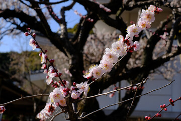 日本の春を告げる桜