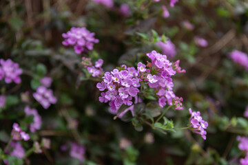 Purple lantana flowers