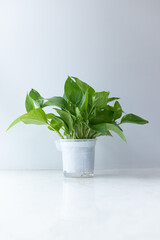 Green plants on indoor windowsills