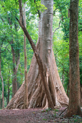 The world's oldest teak plantation, established in 1846 near Nilambur, Kerala, showcasing India's forestry heritage with its historic teak tree and scenic river side. 29 March 2025