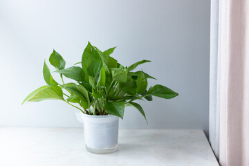 Green plants on indoor windowsills