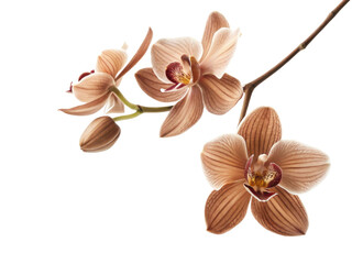 Naklejka premium Elegant orchid flower blooms showcase delicate petals and intricate patterns, creating stunning visual display of nature beauty
