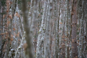 minimalistischer Wald