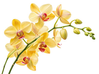 Fototapeta na wymiar Beautiful orchids bloom gracefully, showcasing their vibrant yellow petals and delicate flower structure, creating serene atmosphere