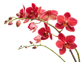 Beautiful orchid flowers bloom in vibrant red hues, showcasing nature elegance and charm