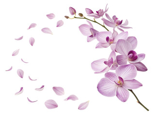 Fototapeta premium beautiful orchid flower arrangement with delicate petals scattered around, creating serene and elegant atmosphere