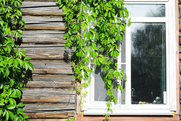 Rustic Wooden House Wall with Ivy and White Window Frame in Sunny Day