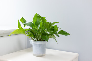 The green plants on the nightstand in the bedroom