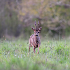 Roe deer buck walking in a clearing at the end of the day. Capreolus capreolus, Sologne, Loiret 45, région Centre Val de Loire, France, European Union, Europe