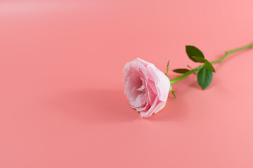 Fototapeta premium Pink lisianthus flowers