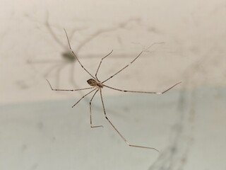 A close-up of a long-legged spider suspended in its web, with a blurred background.