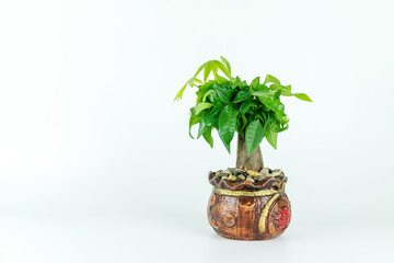 Small bonsai with fortune tree on white background