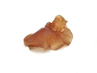 Jelly ear fungus or Auricularia auricula-judae isolated on white background