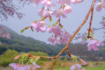 雨の中の桜