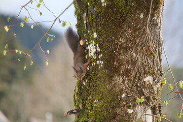 Eichh&ouml;rnchen kopf&uuml;ber