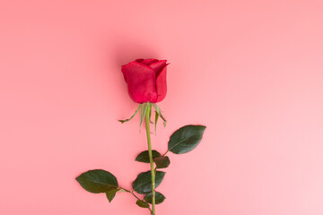 Obraz premium Valentine's Day, red roses
