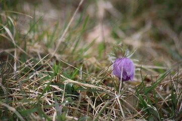Pulsatilla K&uuml;chenschelle