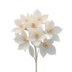 Fototapeta premium beautiful cluster of delicate white flowers with golden stamens, showcasing elegance and simplicity