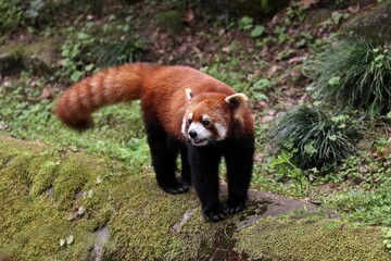 立ち止まり見るレッサーパンダ