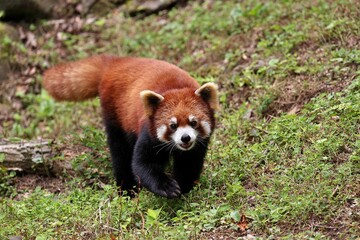 歩いて向かってくるレッサーパンダ