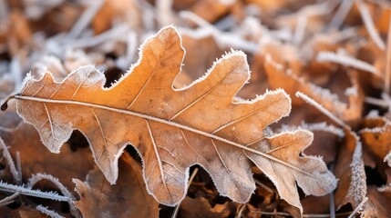 oak fall leaf outline