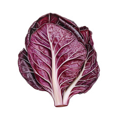 Obraz premium Whole fresh radicchio cabbage with deep purple leaves and white veins, isolated on transparent background for food or diet themes.