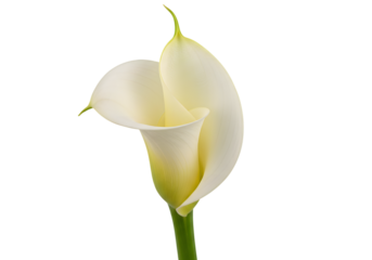 Elegant Ivory Calla Lily Bloom with Soft Curved Petals PNG Cutout.