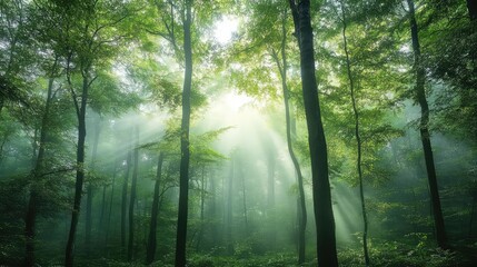 Obraz premium forest abstract wood nature