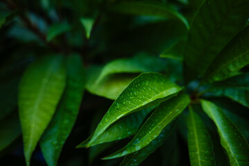 Mango tree leaf plsntstion botanic background