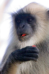 Northern Plains Grey Langur (Semnopithecus entellus), eating a red fruit, Gir National Park, (Sasan Gir), Gujarat, India.