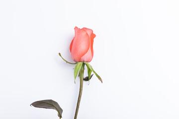 Pink roses on a white background