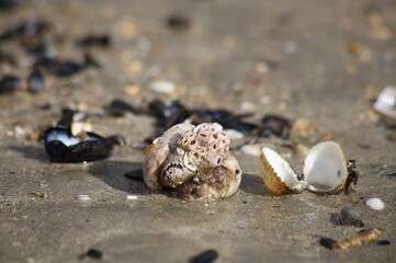Muscheln am Strand