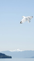 Seagull in flight over lake and mountains, serene landscape, peaceful nature scene, ideal for travel brochure