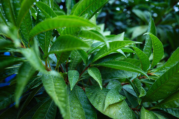 Mango tree leaf plsntstion botanic background