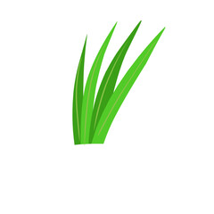 Pandan Leaves Illustration 