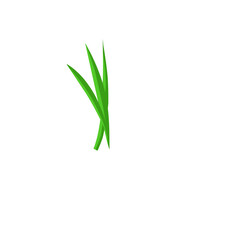 Pandan Leaves Illustration 