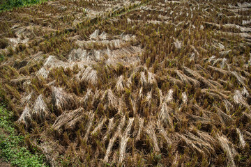 THAILAND PHRAE WAT NA KHU HA RICEFIELD